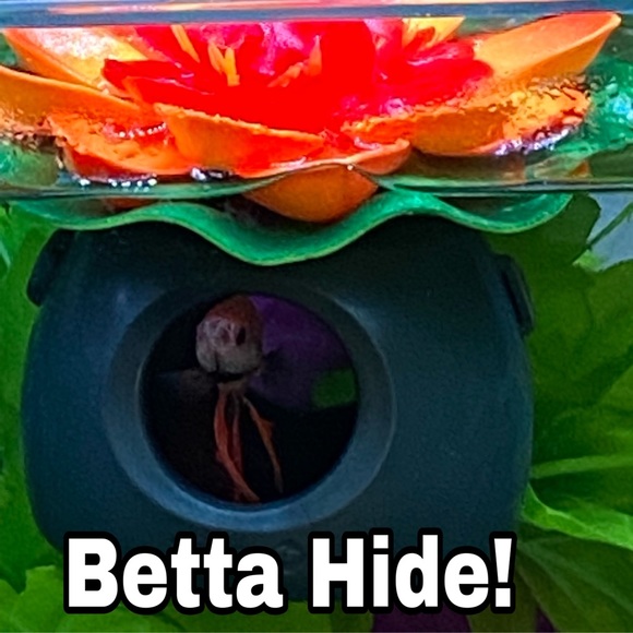 Betta Fish Floating (peek a boo) hideout - Picture 9 of 9